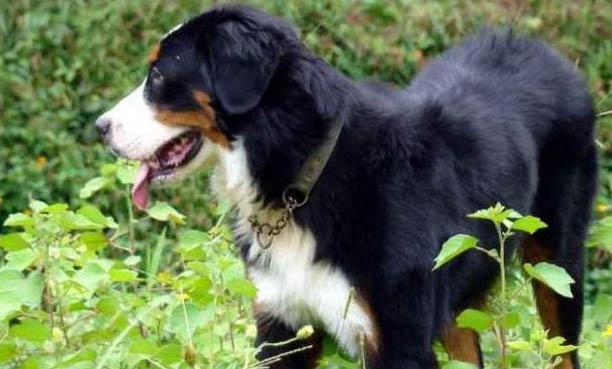伯恩山犬哪里有賣的