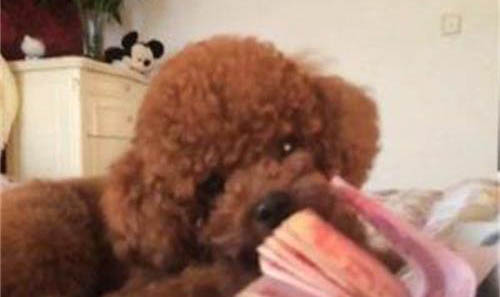 為什么狗狗喜歡蹭人臉啊