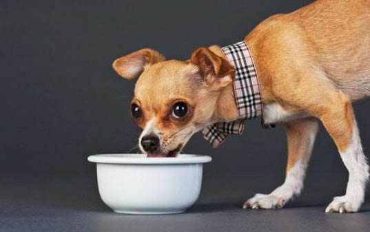 狗狗后背皮膚出現潰爛