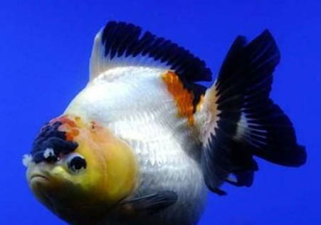 一點(diǎn)蝶魚(yú)好養(yǎng)嗎