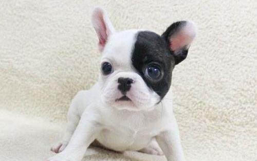 法國斗牛犬和英國斗牛犬哪個(gè)好