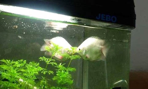 接吻魚可以和斑馬魚混養嗎