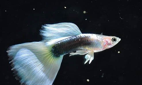 孔雀魚爛尾病的原因及處理方法