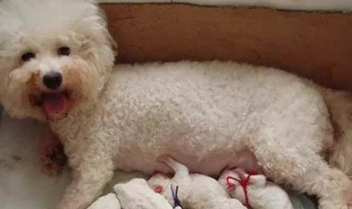 狗狗不同環境的飼養方法和注意事項