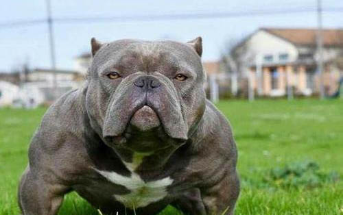 兩個月美國惡霸犬可以洗澡嗎
