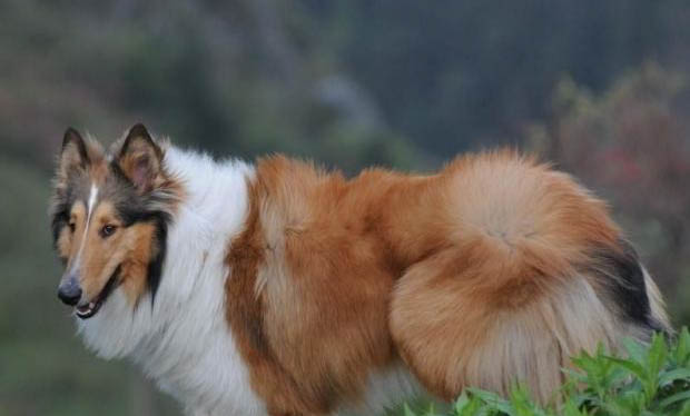 怎么護(hù)理蘇格蘭牧羊犬的眼睛