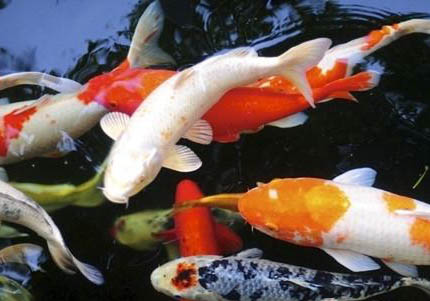 熱帶魚可以和錦鯉一起養嗎
