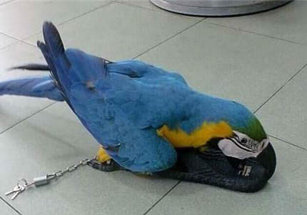 鸚鵡怕不怕冷