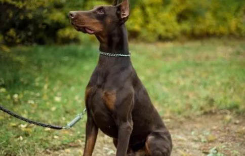 德國杜賓犬價格多少