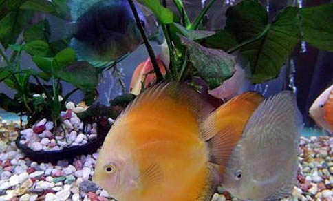 紅色觀賞魚有哪些品種？