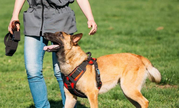 馬犬與黑狼犬智商誰高