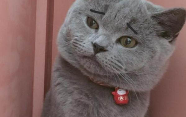 貓咪為什么喜歡玩線呢
