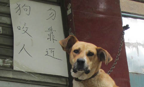 狗會不會來月經?