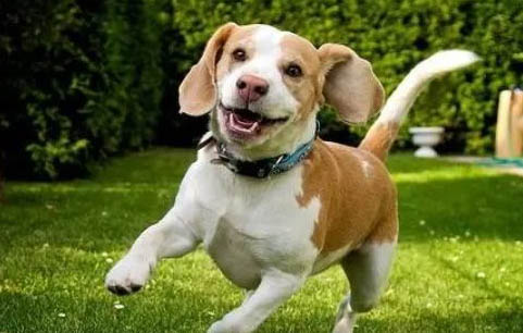 比格犬和柯基犬哪個好