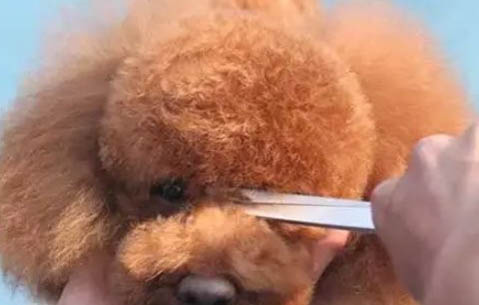 三個月大的泰迪要喂多少狗糧