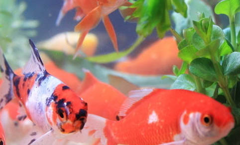 孔雀魚怎樣繁殖孔雀魚繁殖后多久能再次繁殖
