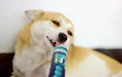 幼犬多久可以洗澡