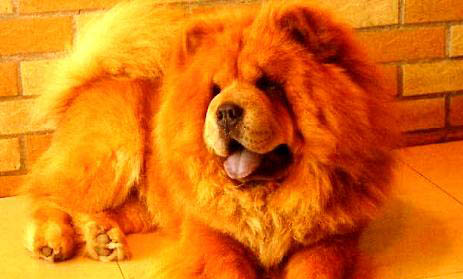 松獅犬的價格是多少