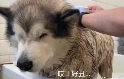 阿拉斯加雪橇犬溫順嗎