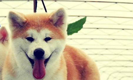 柴犬智商排名第幾