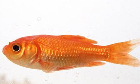 12種最適合懶人養的魚