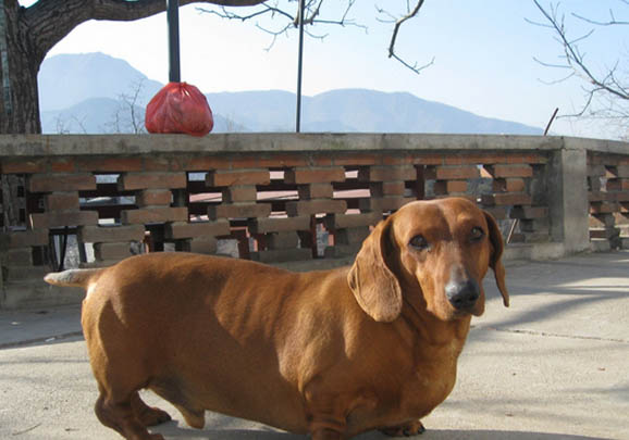 臘腸犬最近食欲不好怎么辦