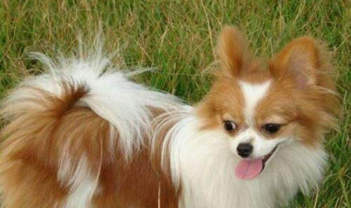 怎么養蝴蝶犬
