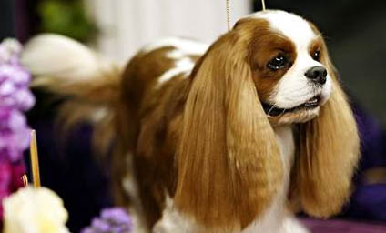 騎士查理王小獵犬的用途是什么