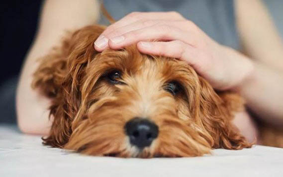 狗狗犬副流感需要吃飯嗎