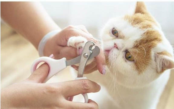 小貓傳腹有什么癥狀