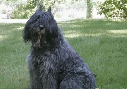 狗狗吃避孕藥有用嗎