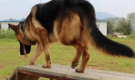 冰島牧羊犬的體重是多少