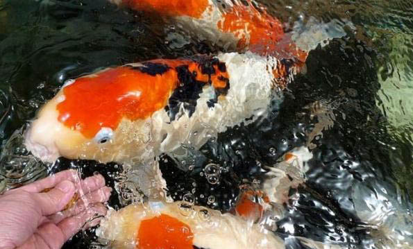 夏季釣草魚釣多深合適