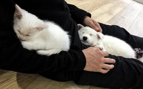狗狗發(fā)燒都有哪些癥狀