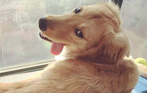 金毛犬好養嗎?
