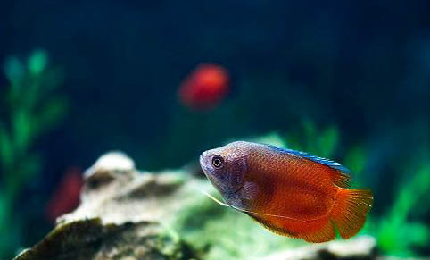 缸里養魚水水渾怎么辦