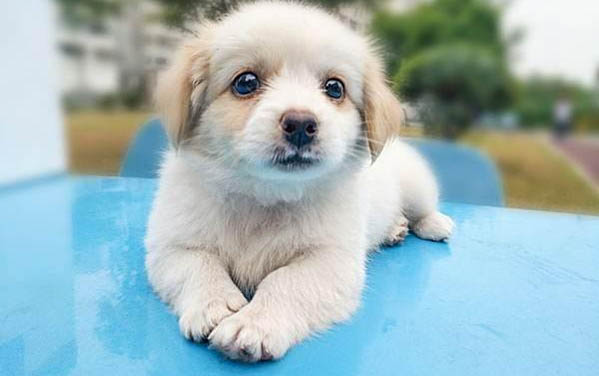 狗狗吃了可可粉要觀察多久