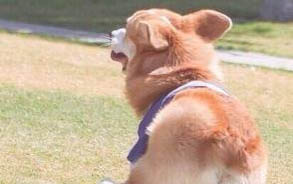 泰迪犬都有哪些類型