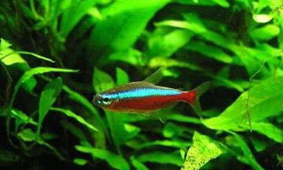 水泥魚池要泡多久才能養魚