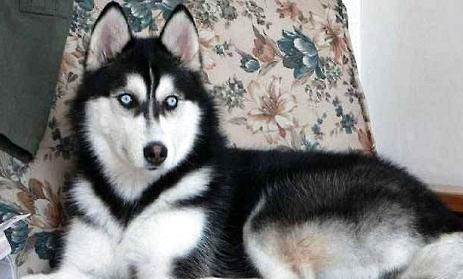 哈士奇為什么不能成為警犬