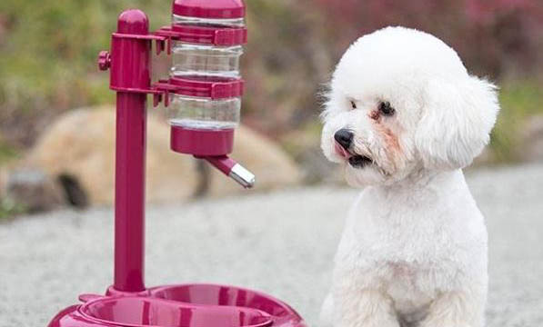 犬類智商