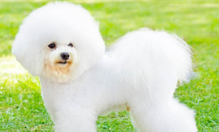 比熊犬飼養方法和注意事項