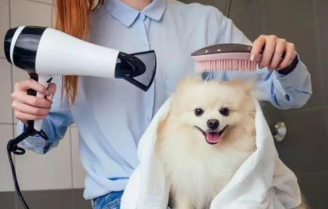 如何訓(xùn)練狗狗不亂吃東西