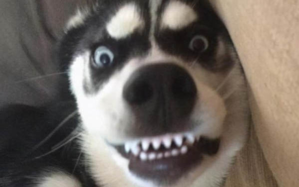 泰迪犬瘟熱的前期癥狀