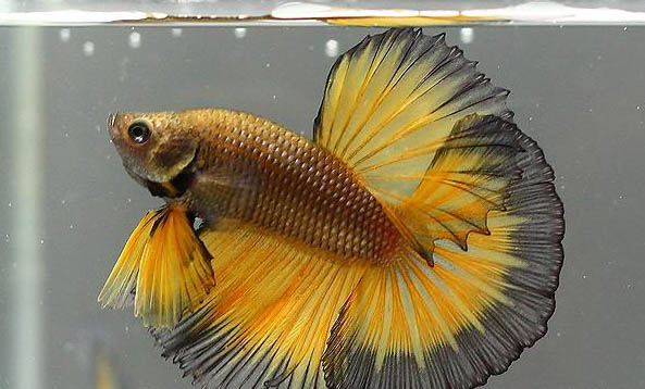斗魚應(yīng)該怎么飼養(yǎng)