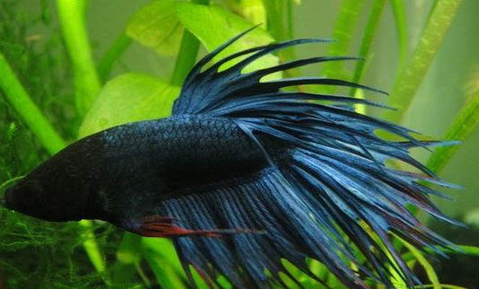 斗魚(yú)和孔雀魚(yú)能混養(yǎng)嗎