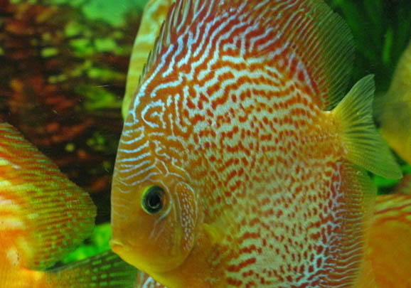 鋸齒是不是食人魚