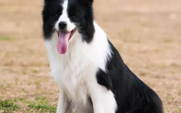 選購英國古代牧羊犬時要注意什么