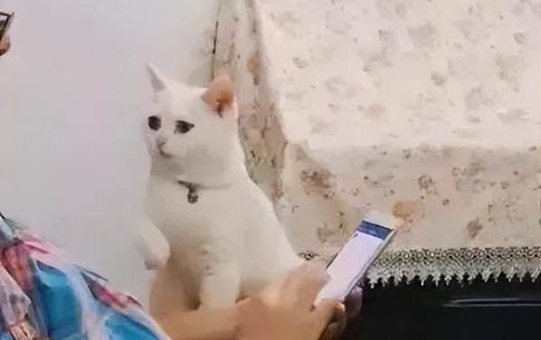 貓咪得了貓瘟怎么辦啊能治好嗎