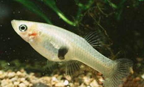 食蚊魚多久繁殖一次？